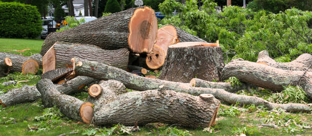 How Our Tree Care Process Works  in  Hatch, NM